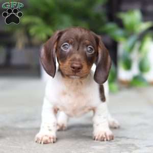 Jackson, Dachshund Puppy